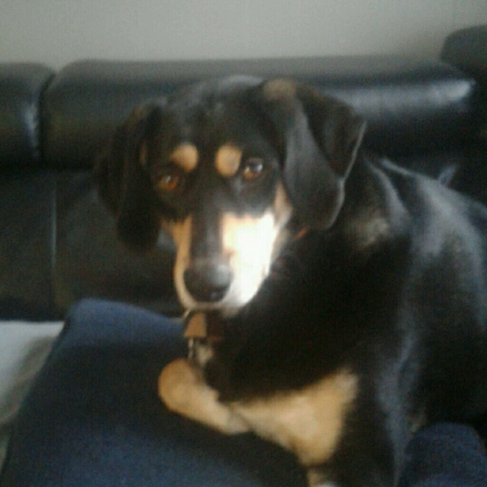 Meet your Posher, Susan